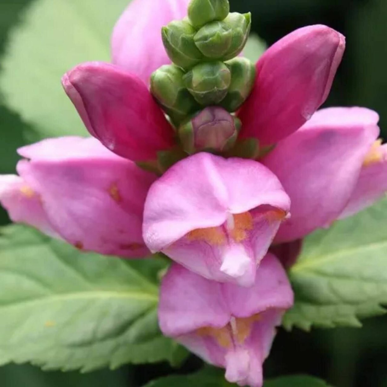 Хелоне цветок