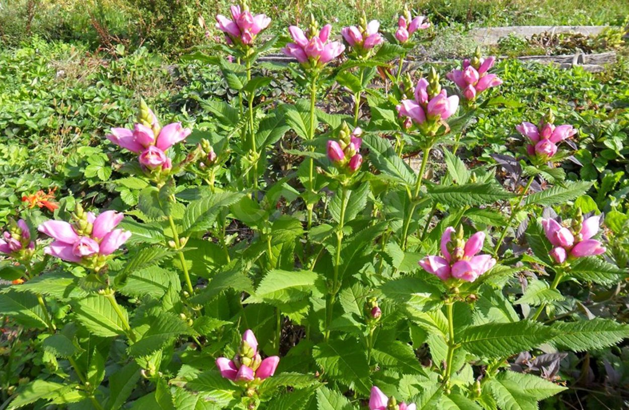 Хелоне высота