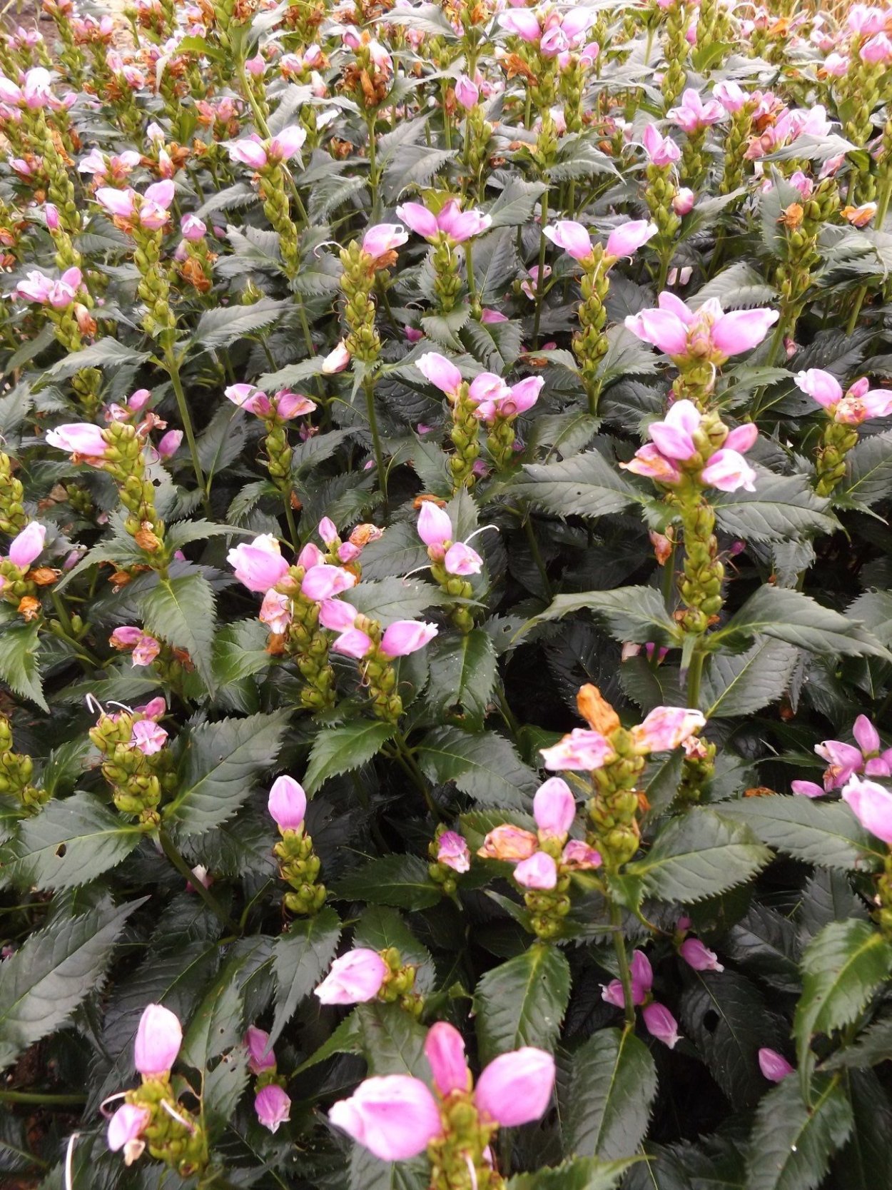 Цветок косая