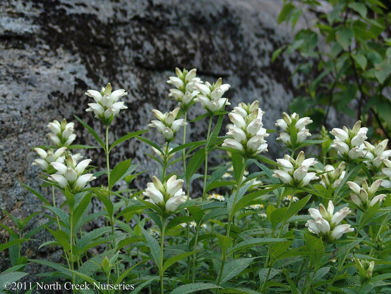 Хелоне косая белая