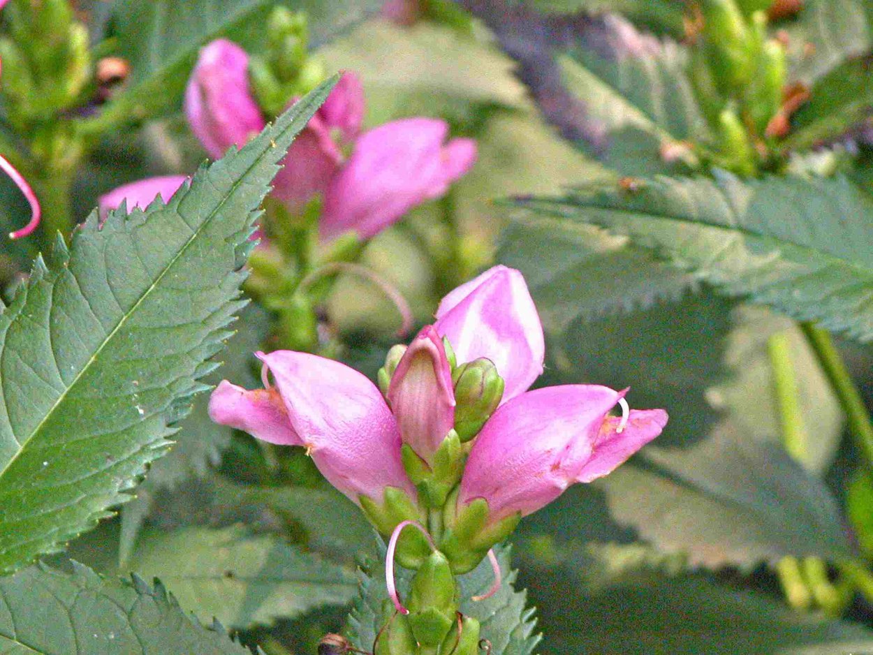 Хелоне лопуховидная