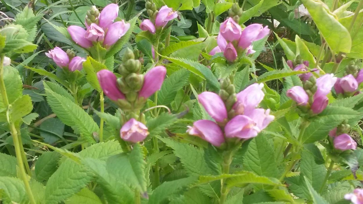 Хелоне Alba 1 шт.