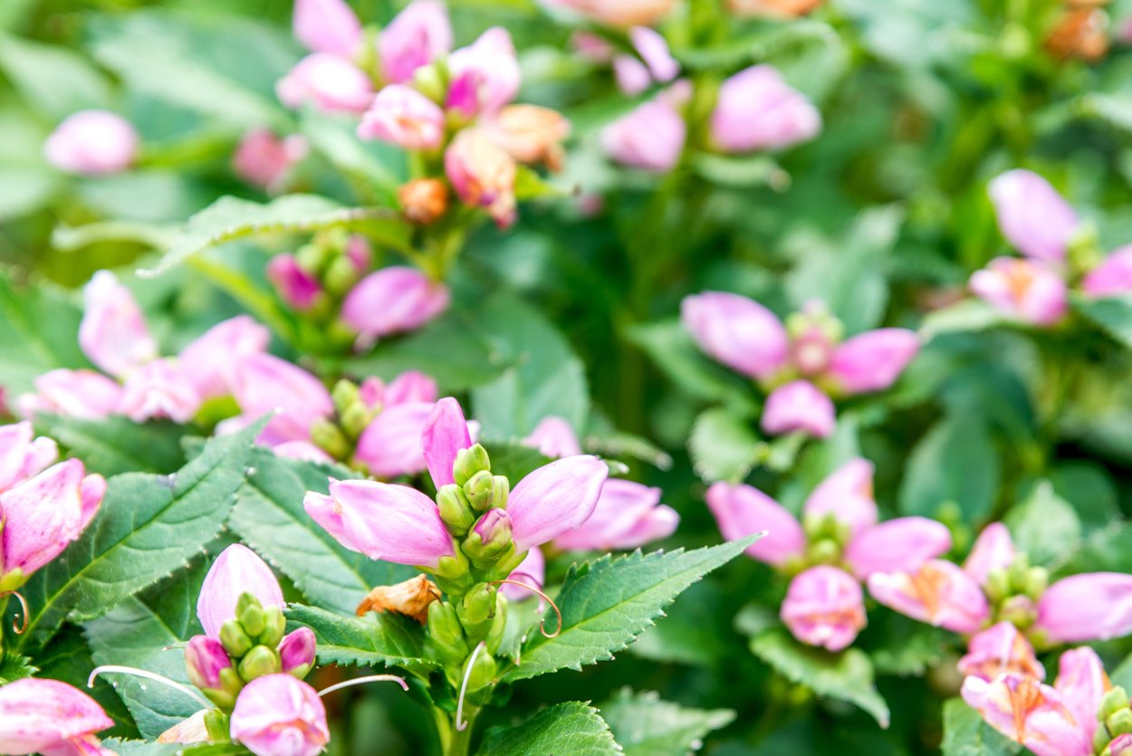 Хелоне Луговая