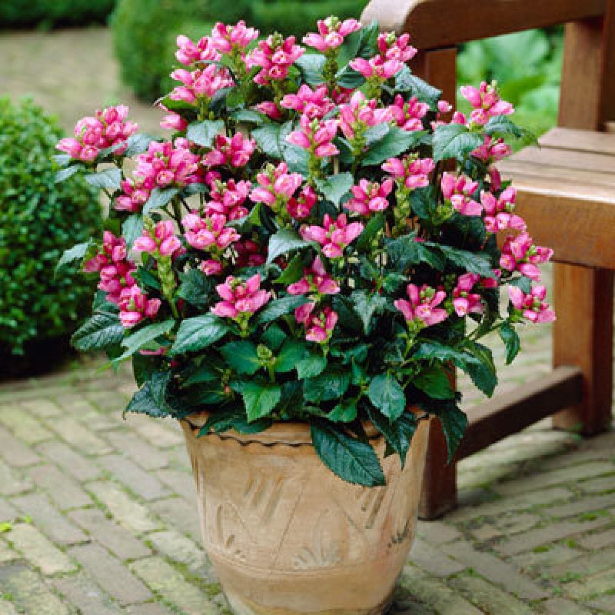 Хелония цветок