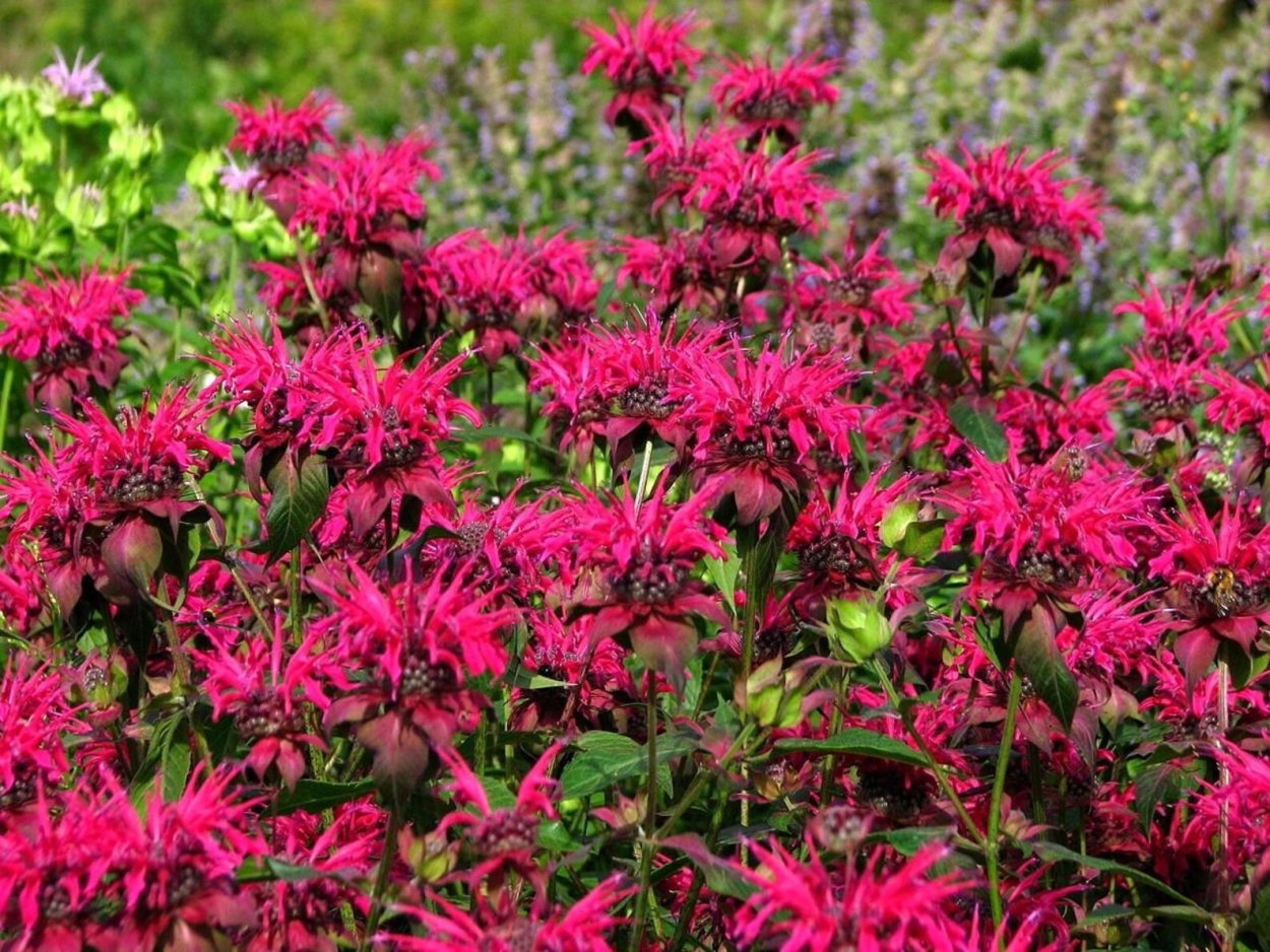 Монарда двойчатая