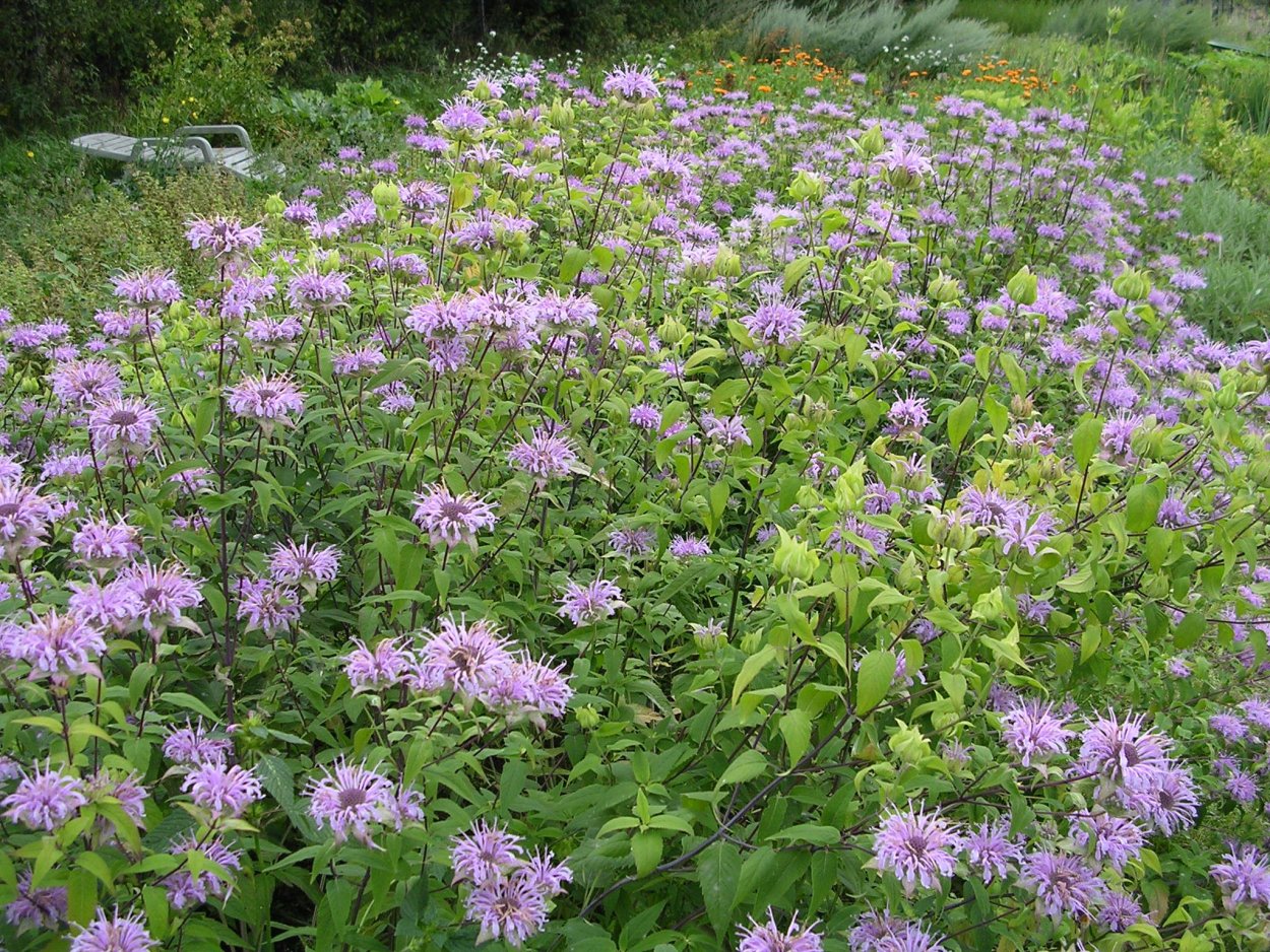 Монарда дудчатая Monarda fistulosa