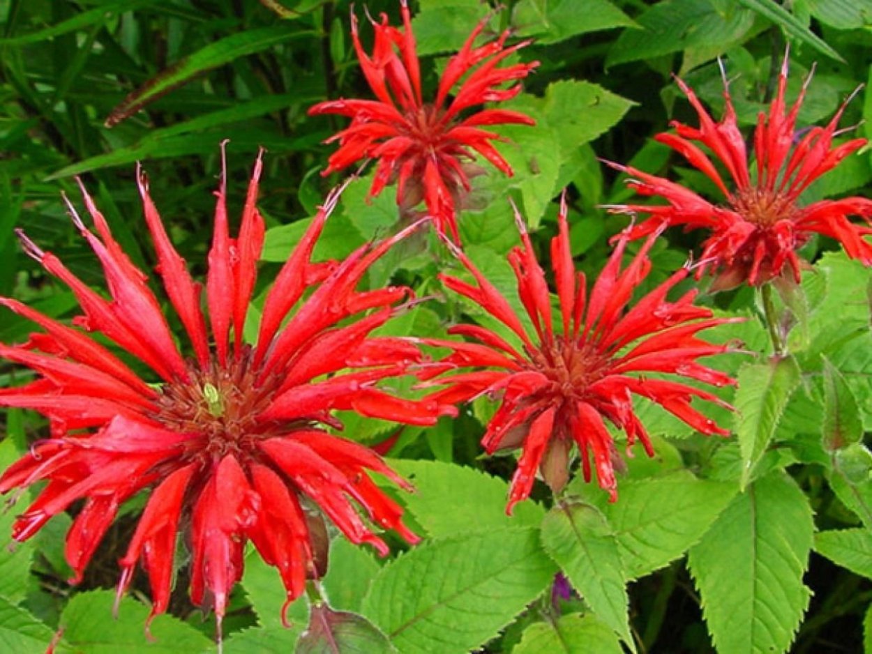 Монарда Диана