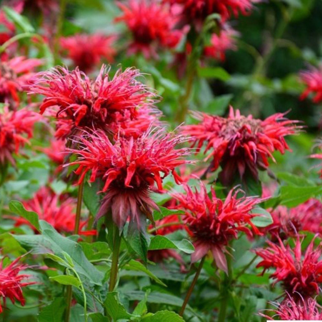 Монарда фаербол