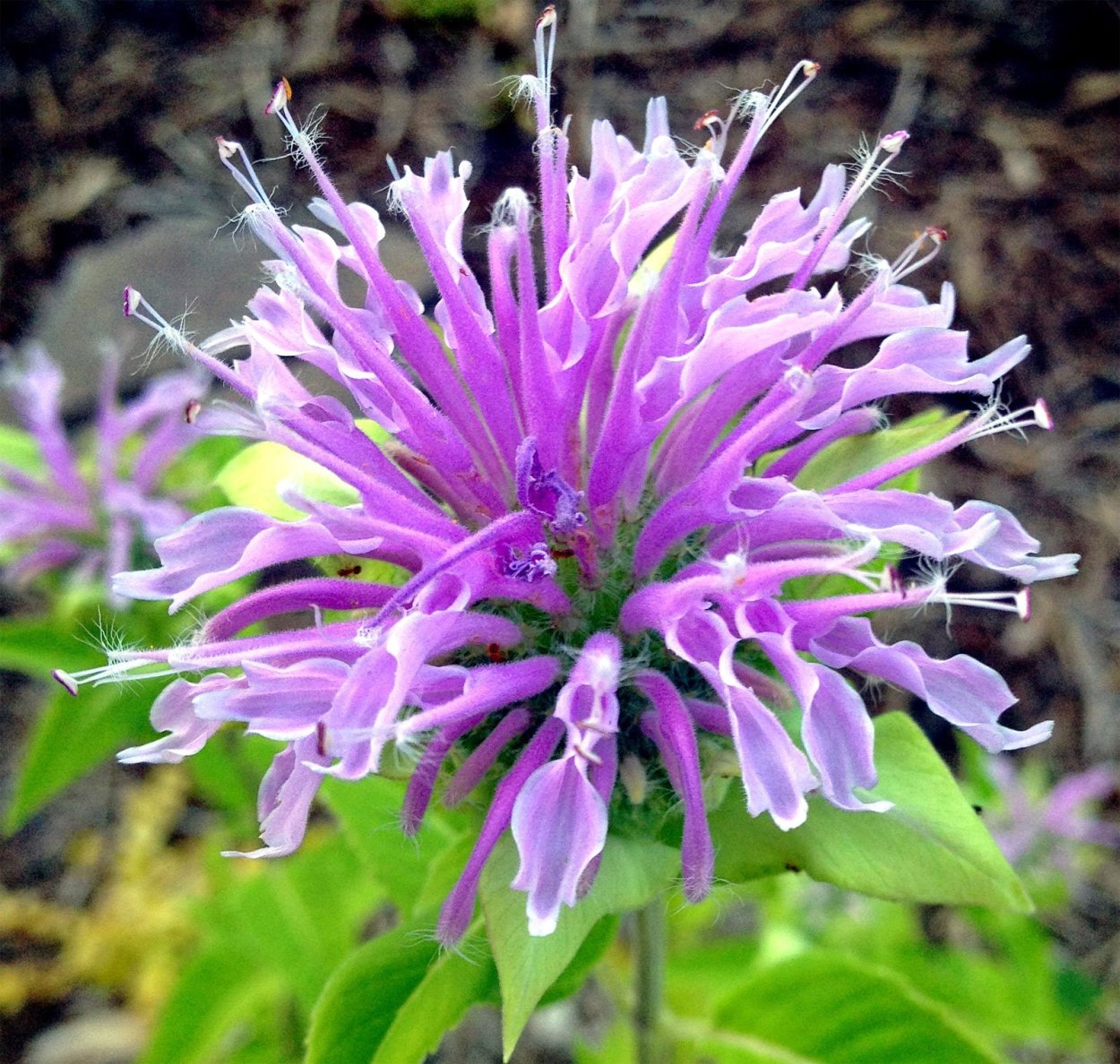 Монарда сиреневая