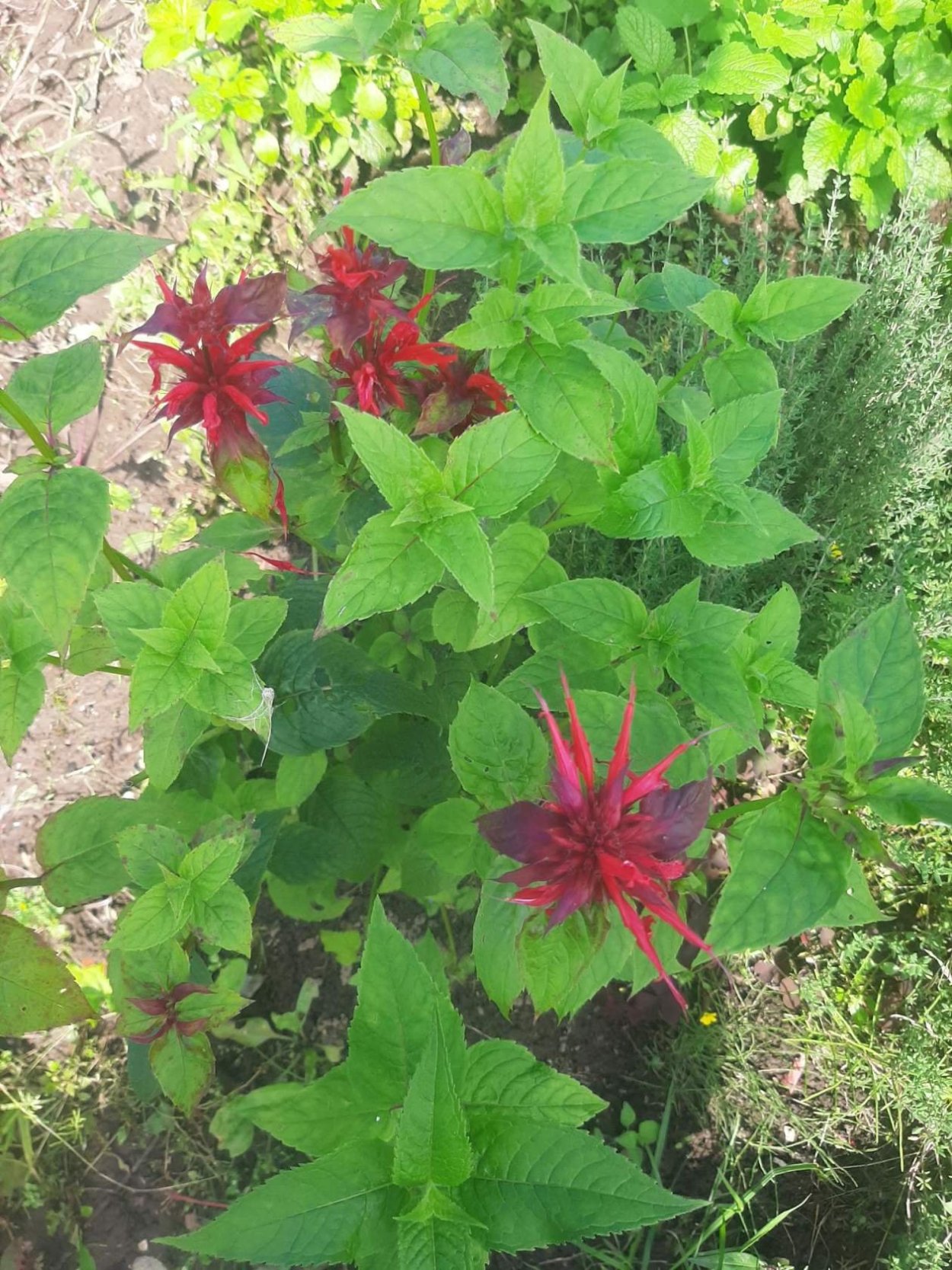 Бергамот огородный