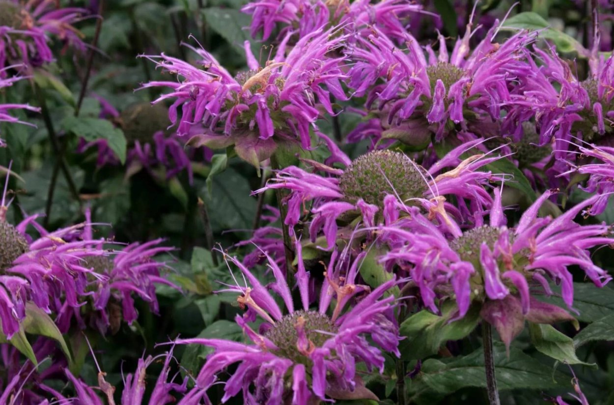 Монарда двойчатая бергамот