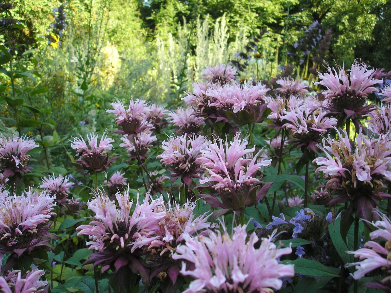 Монарда "Beauty of Cobham" (Monarda)