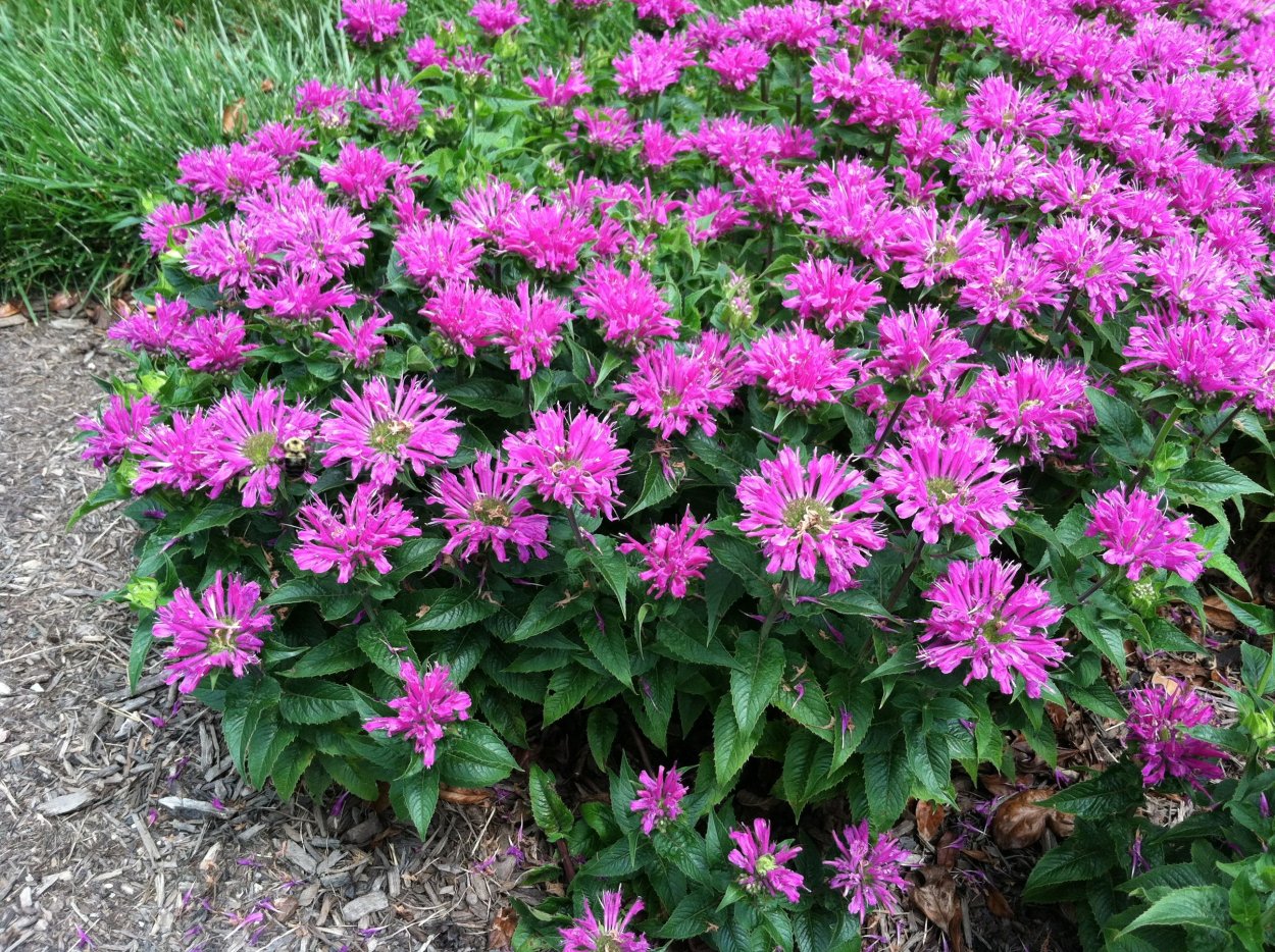 Монарда Петит Делайт