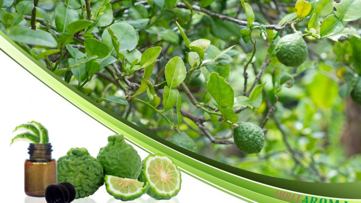 Чайный куст бергамот