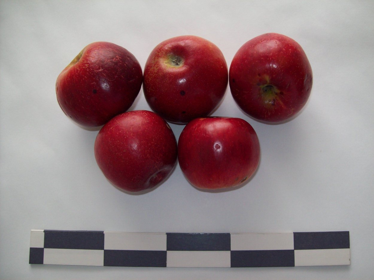 Сорт яблок Джонатан