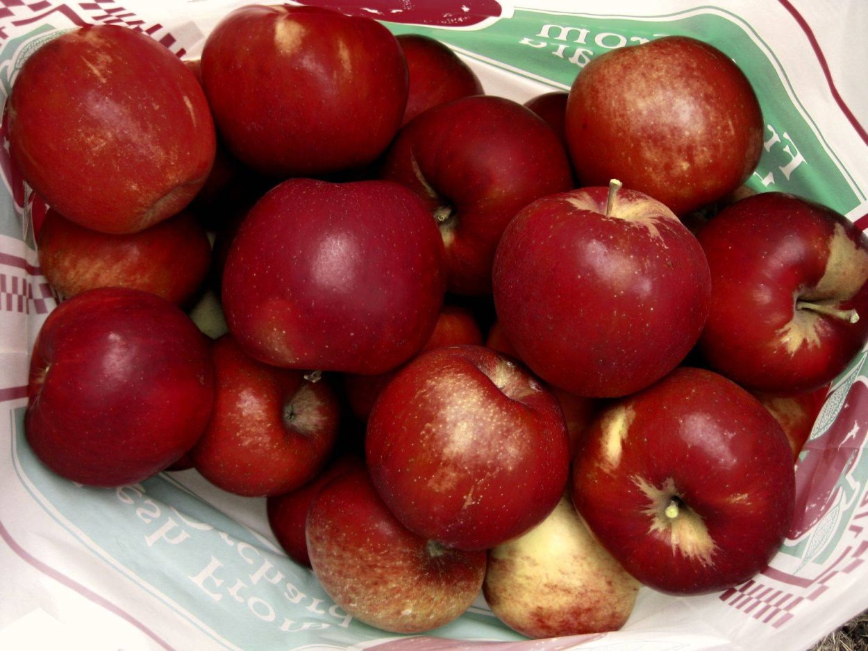 Сорт Джонатан