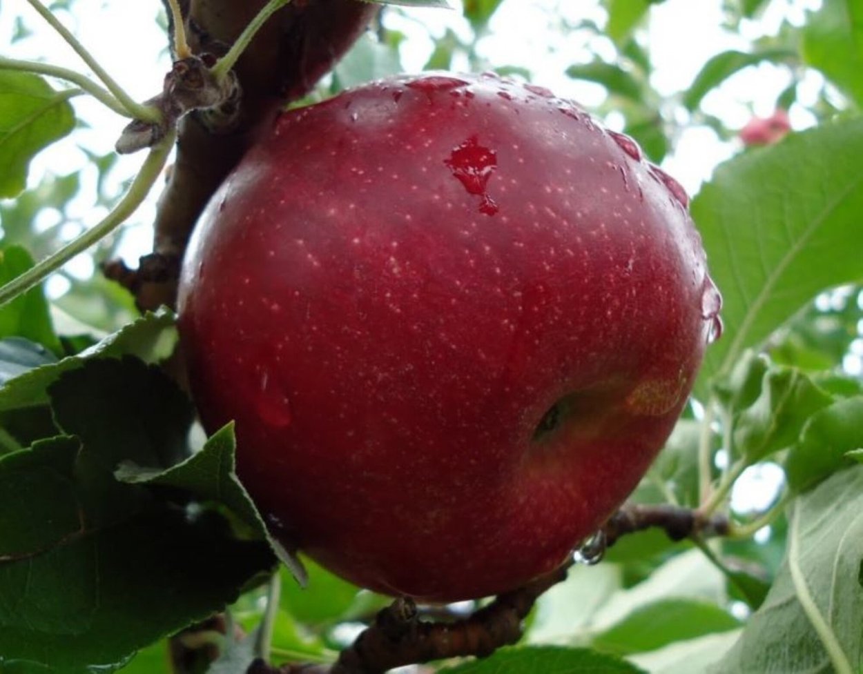 Сорт яблони Джонатан