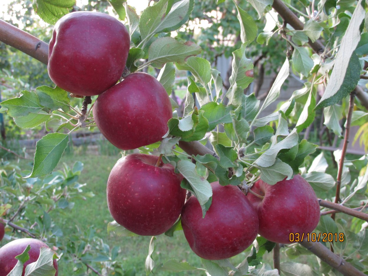 Сорт яблони Джонатан