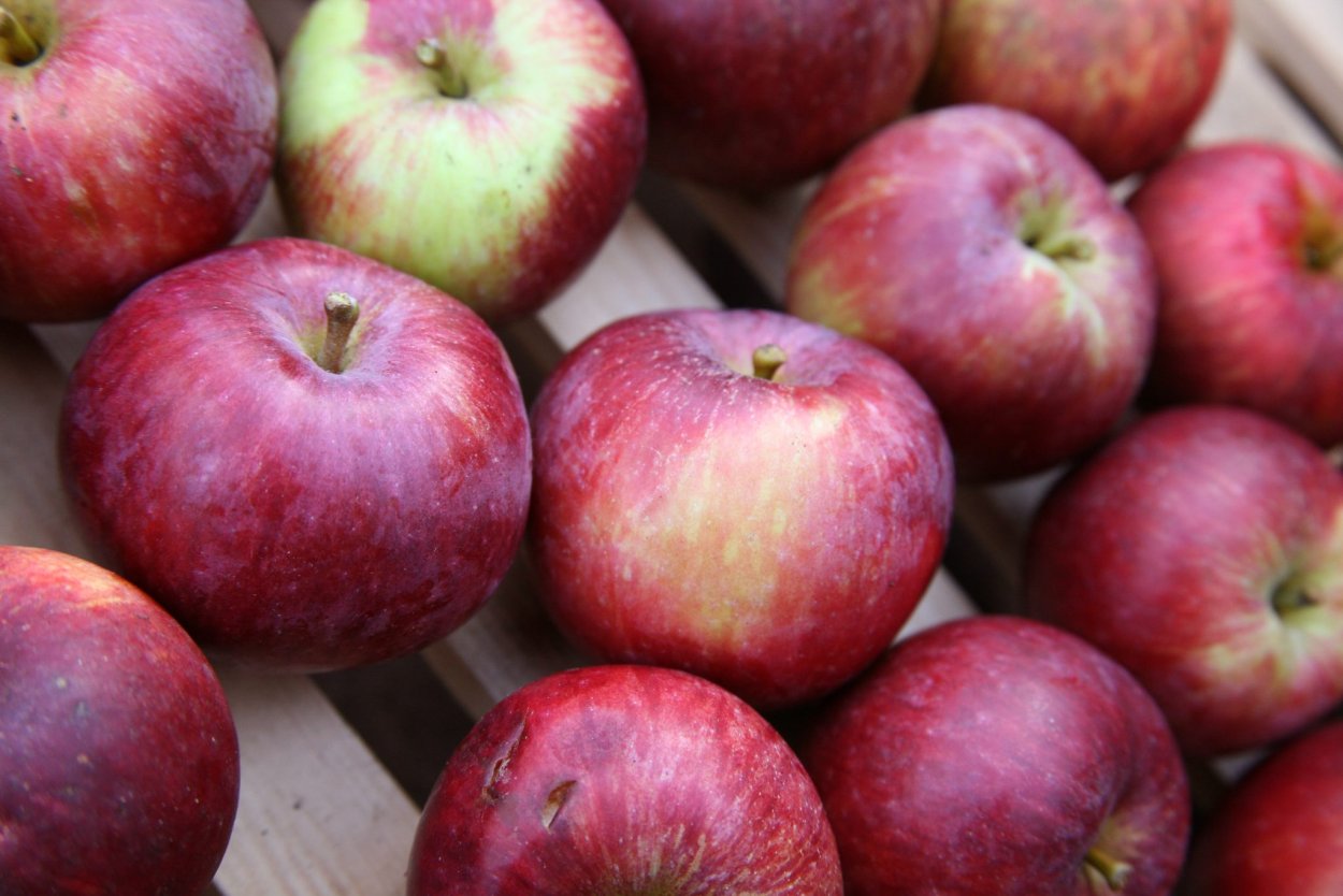 Яблоки превосходные фото