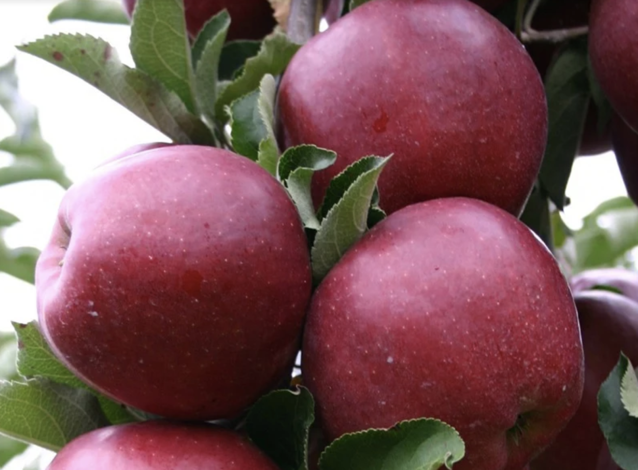 Яблоня Джонаголд ред принц