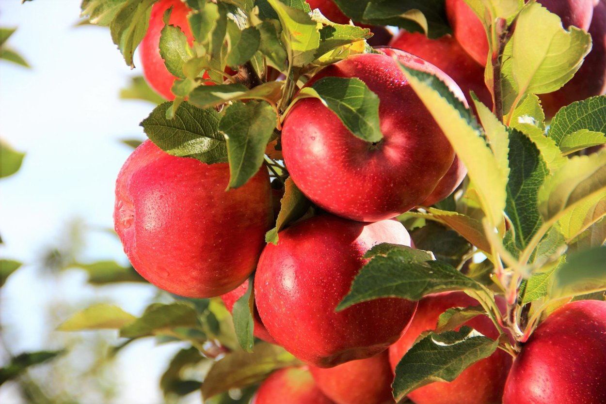 Сады Придонья саженцы