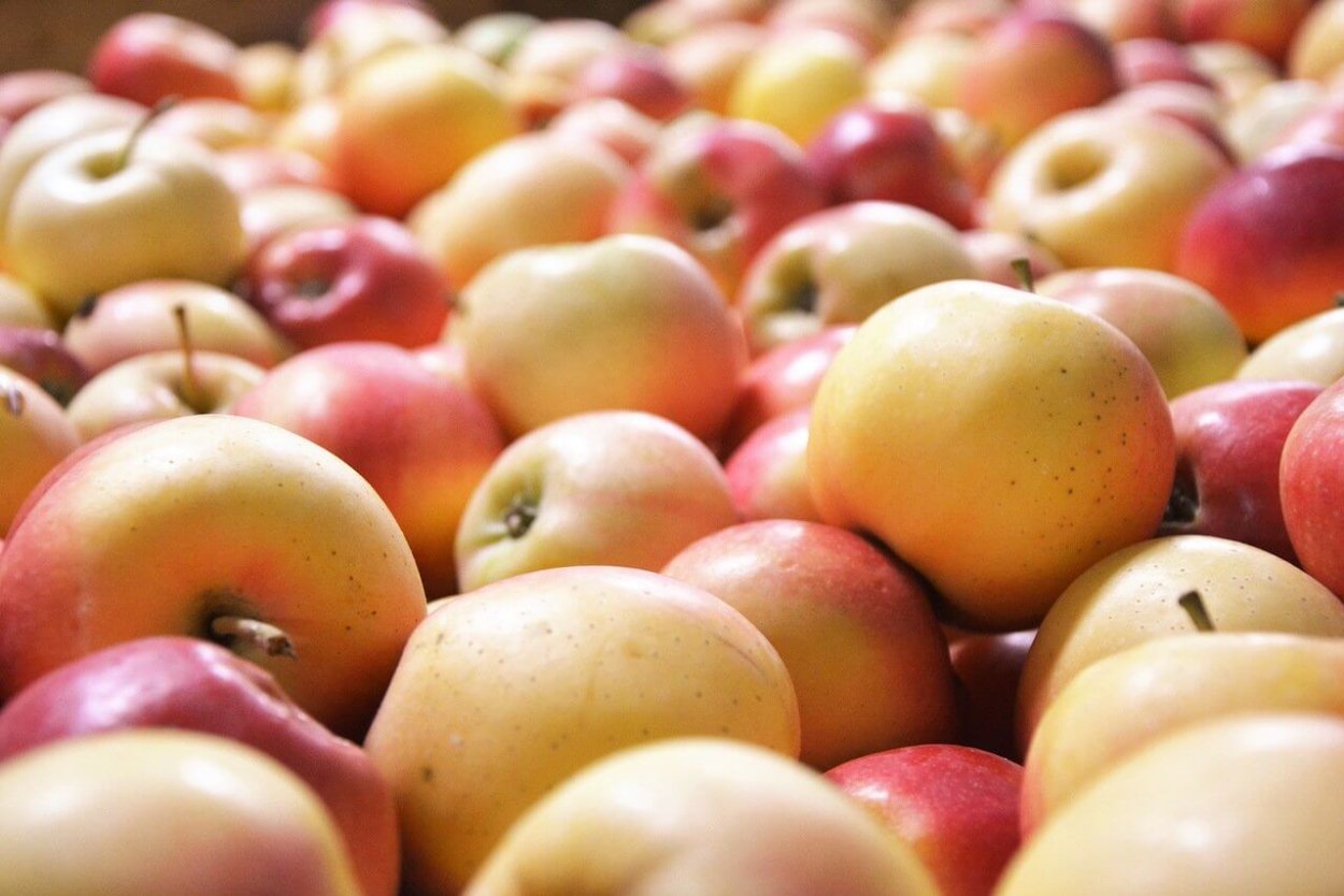 Яблоня Крымская