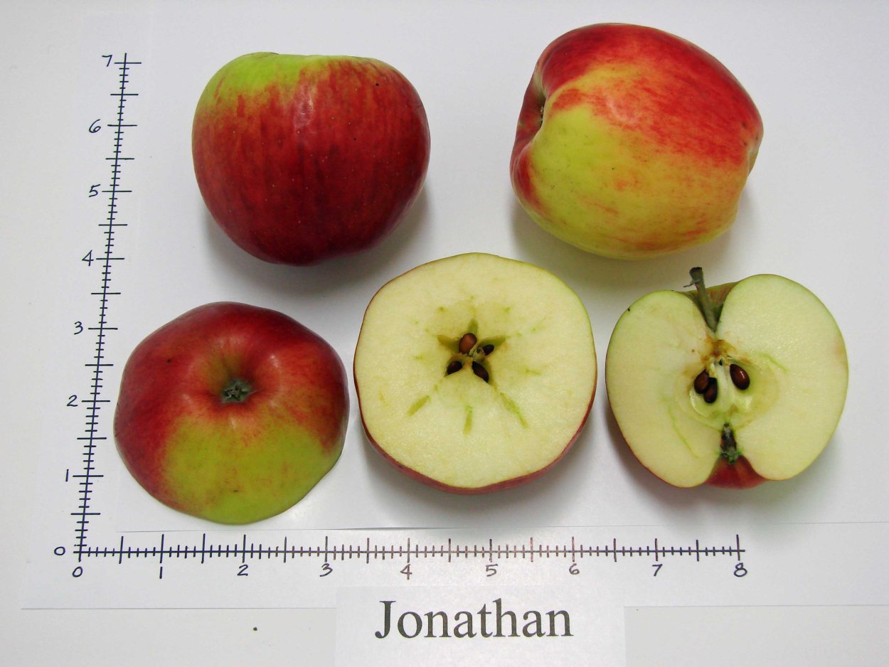 Яблоко Джонатан размер