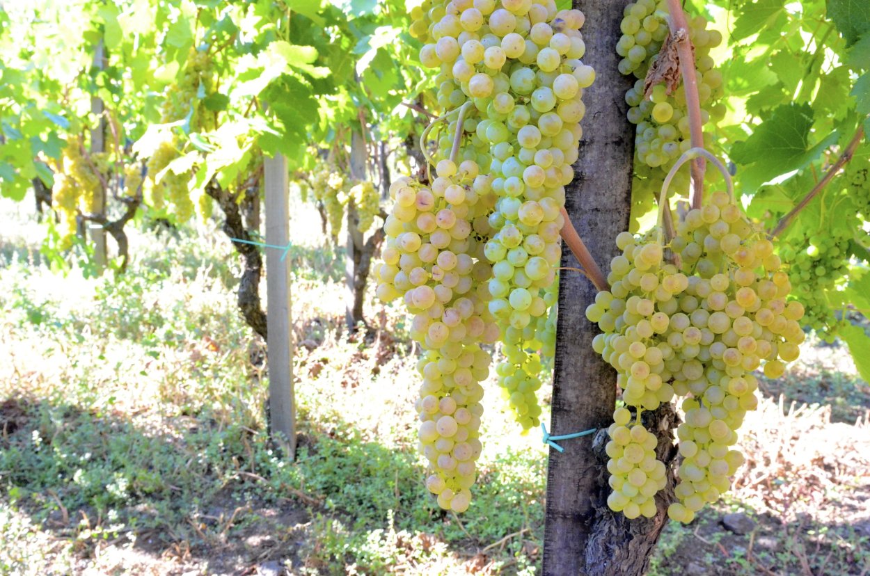 Грилло сорт винограда