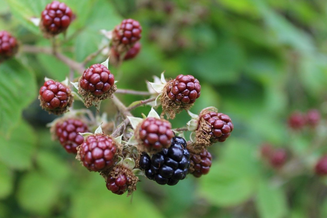 Честер Лесные ягоды