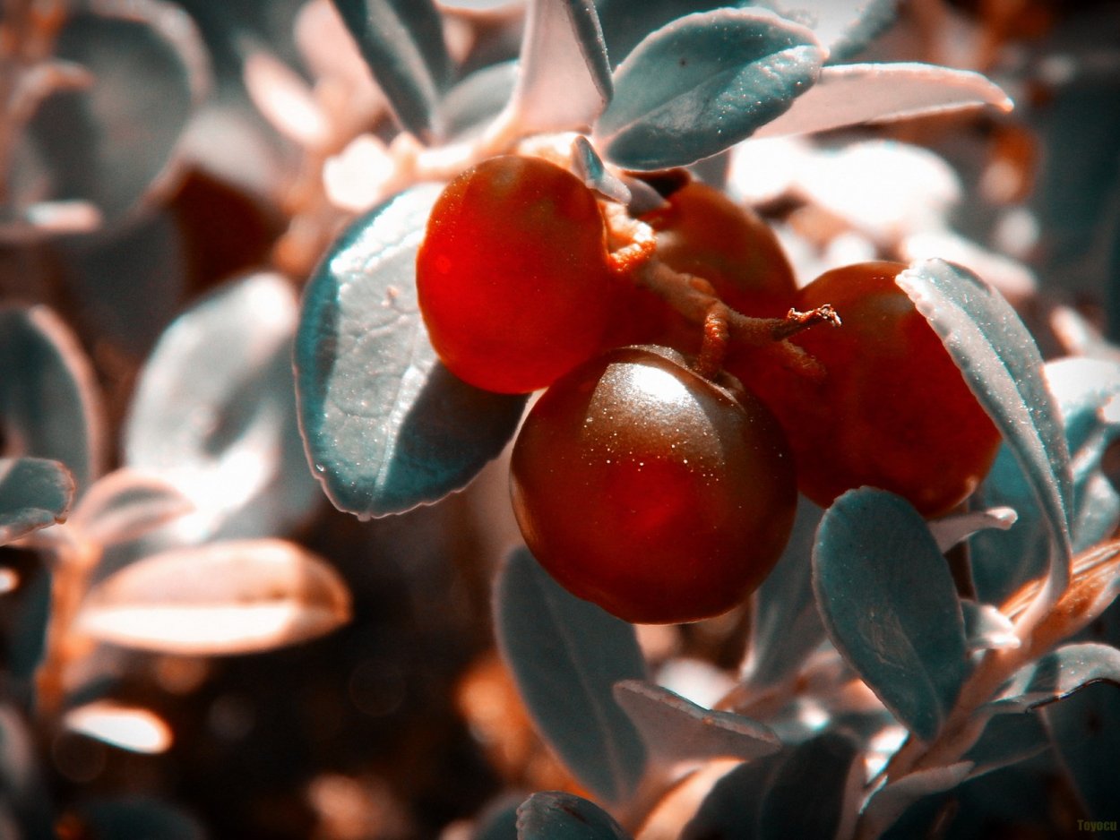 Сир аьа Саха сирэ