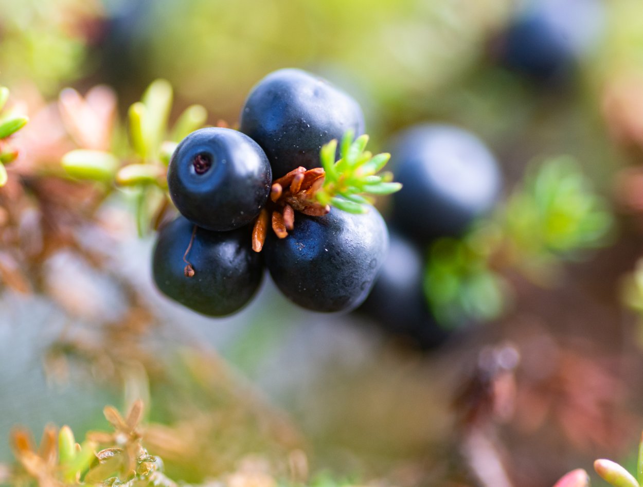 Шикша черная Камчатка