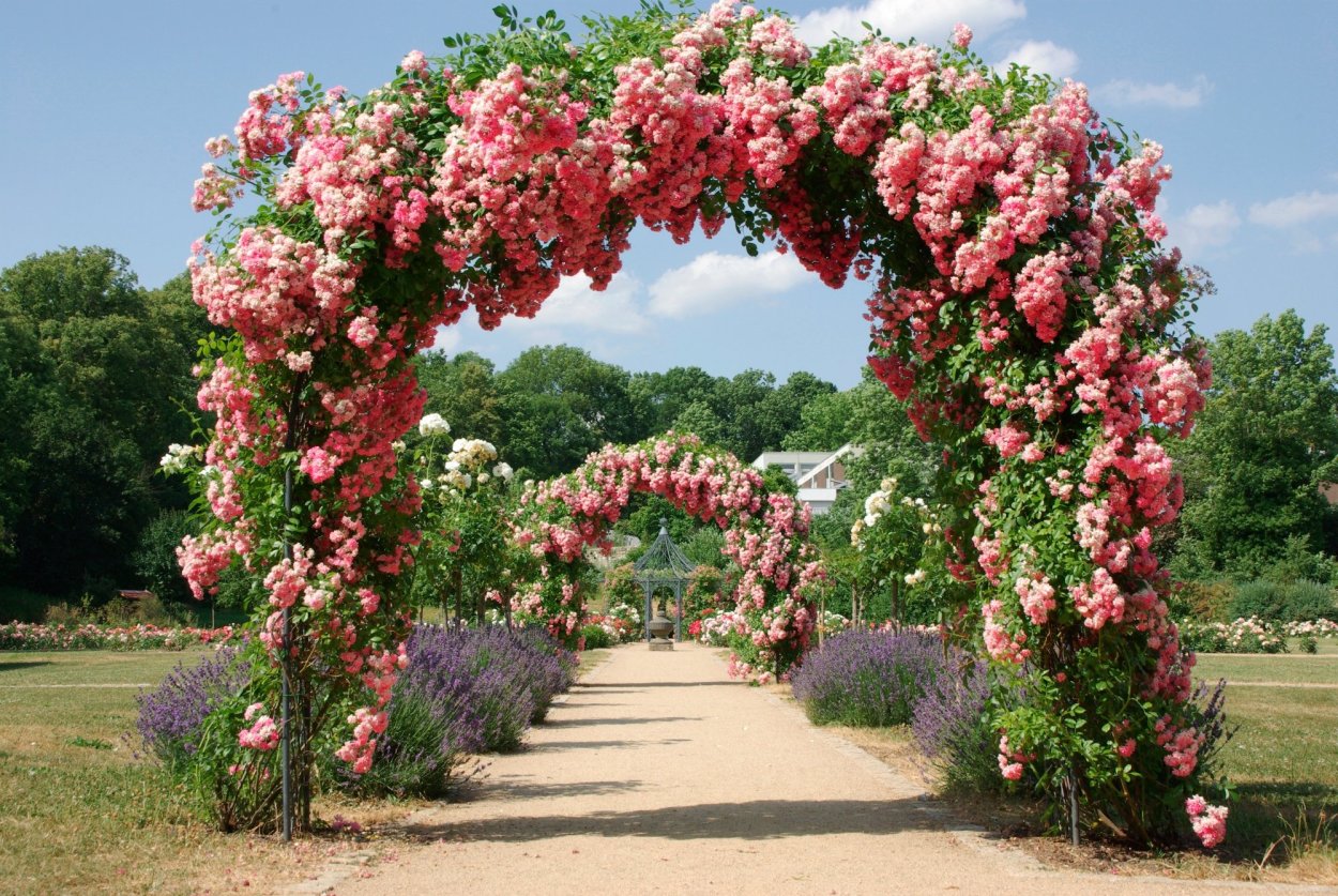 Фамоста роза плетистая