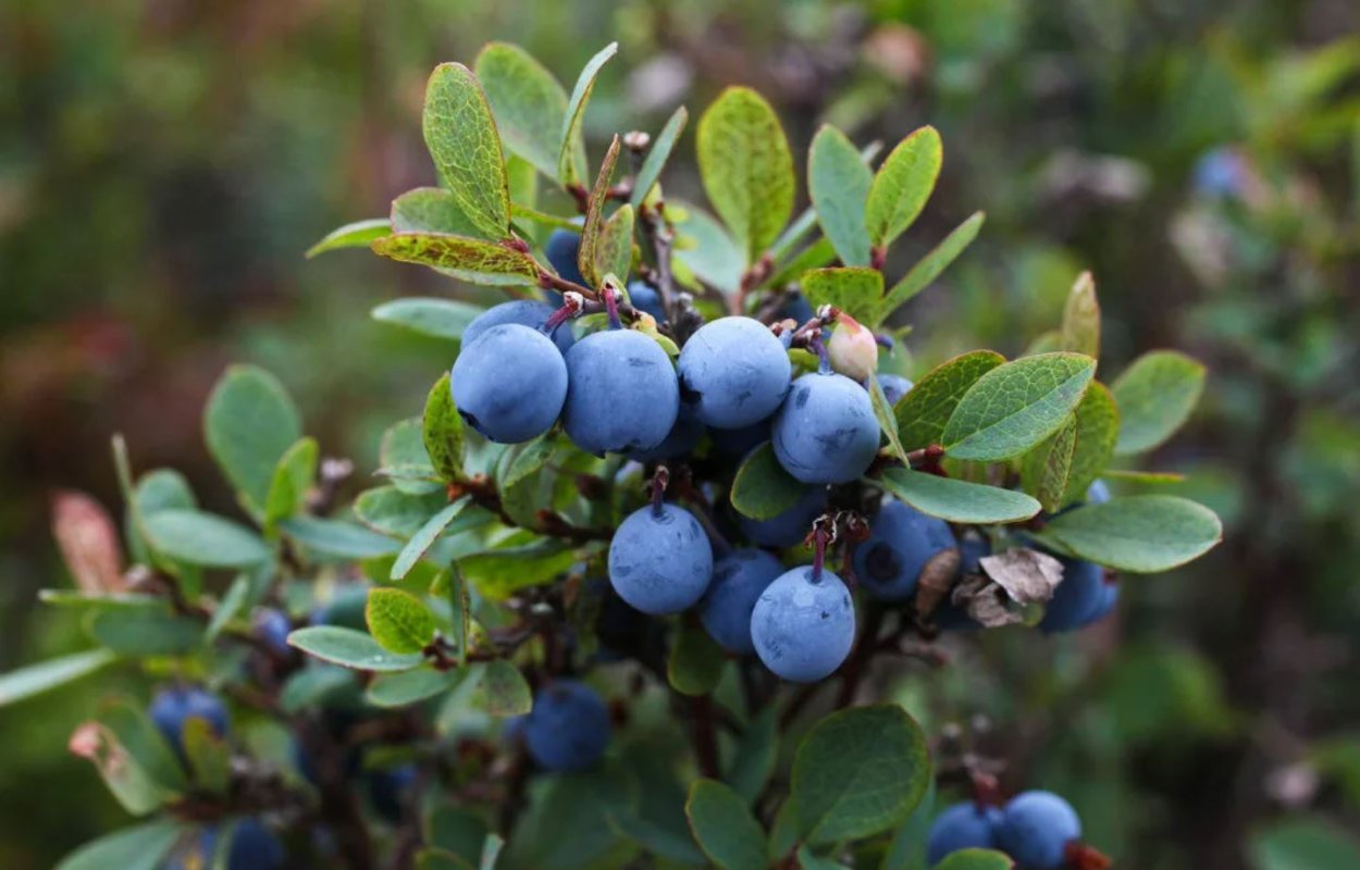 Лесная ягода гонобобель