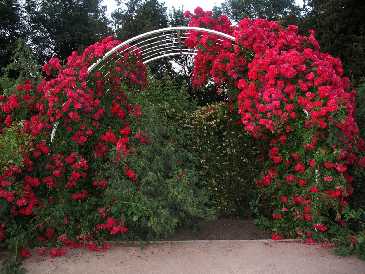 Роза плетистая Лиана