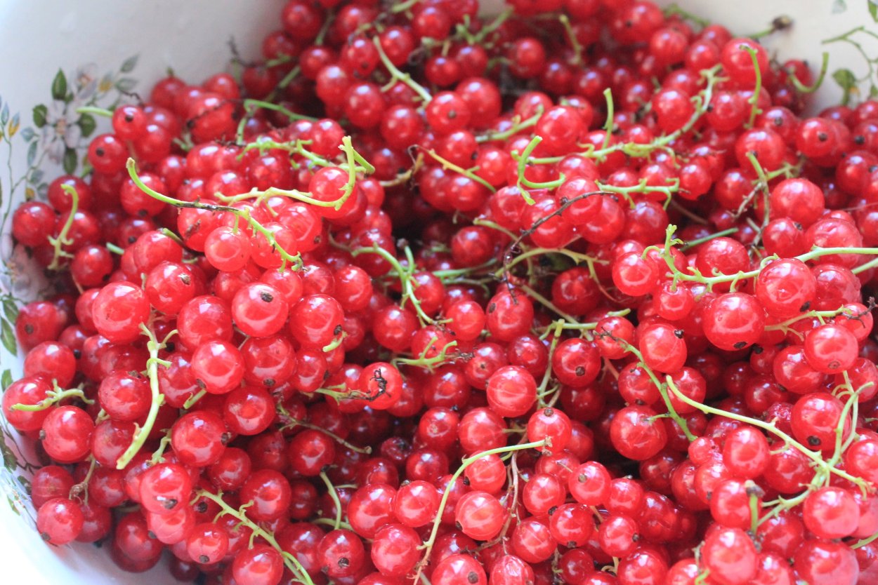 Красная смородина в ящике