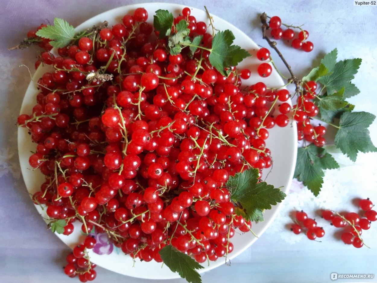 Смородина красная Розита