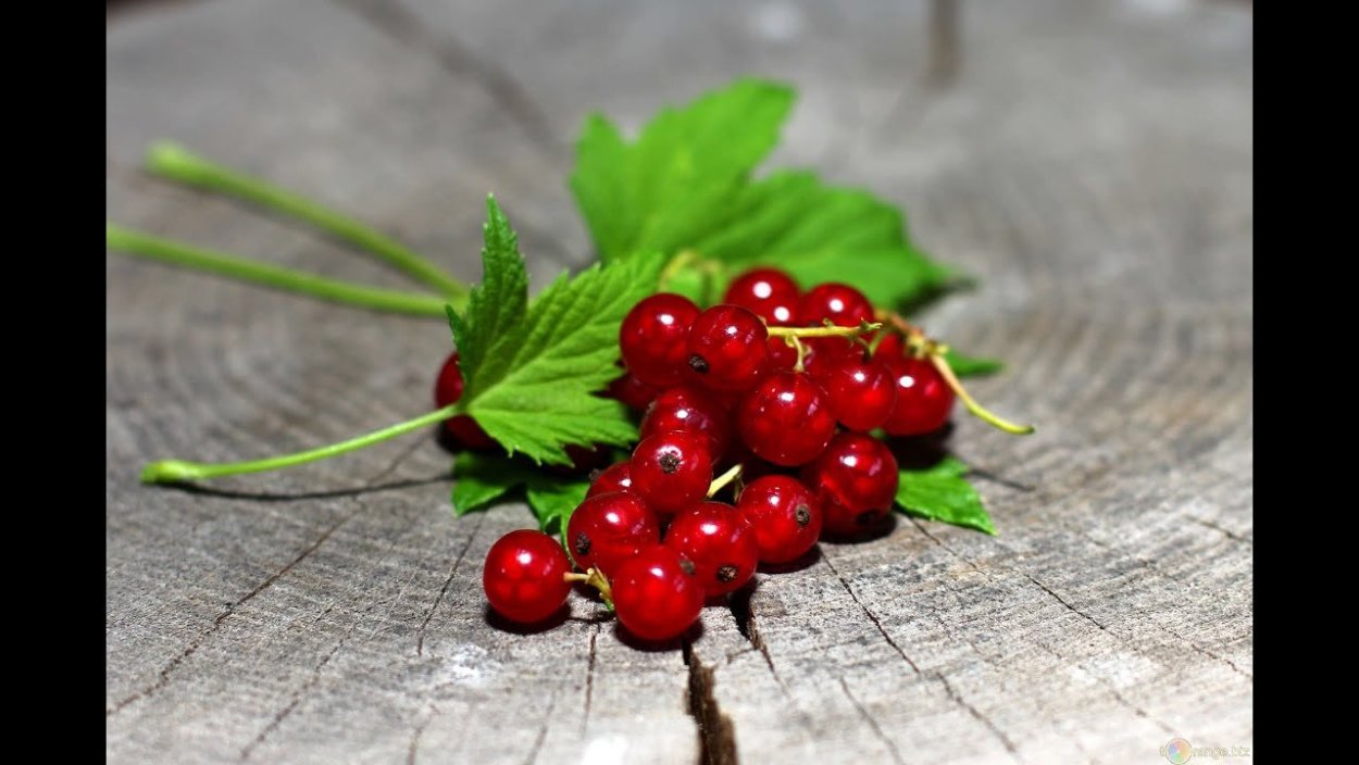 Ягоды красной смородины
