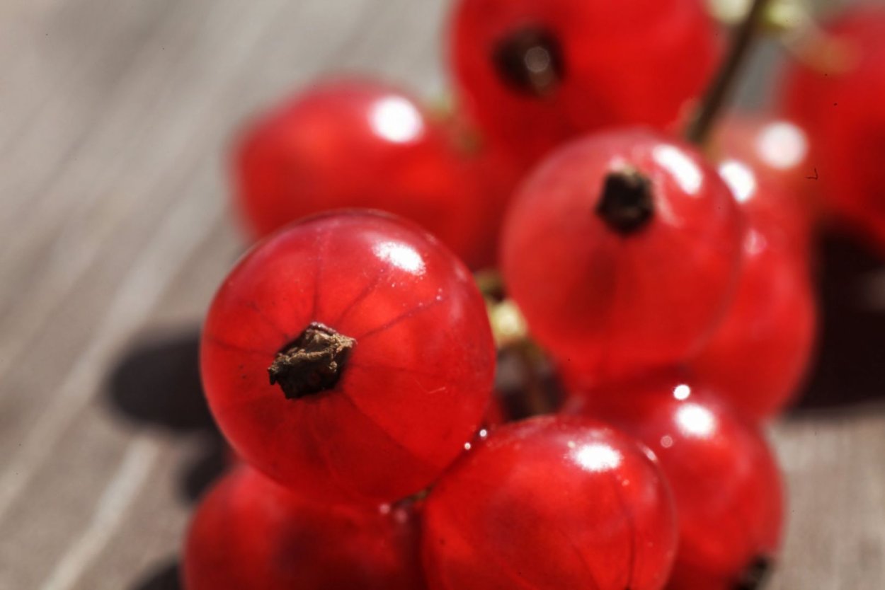 Платформа соревнование ягоды