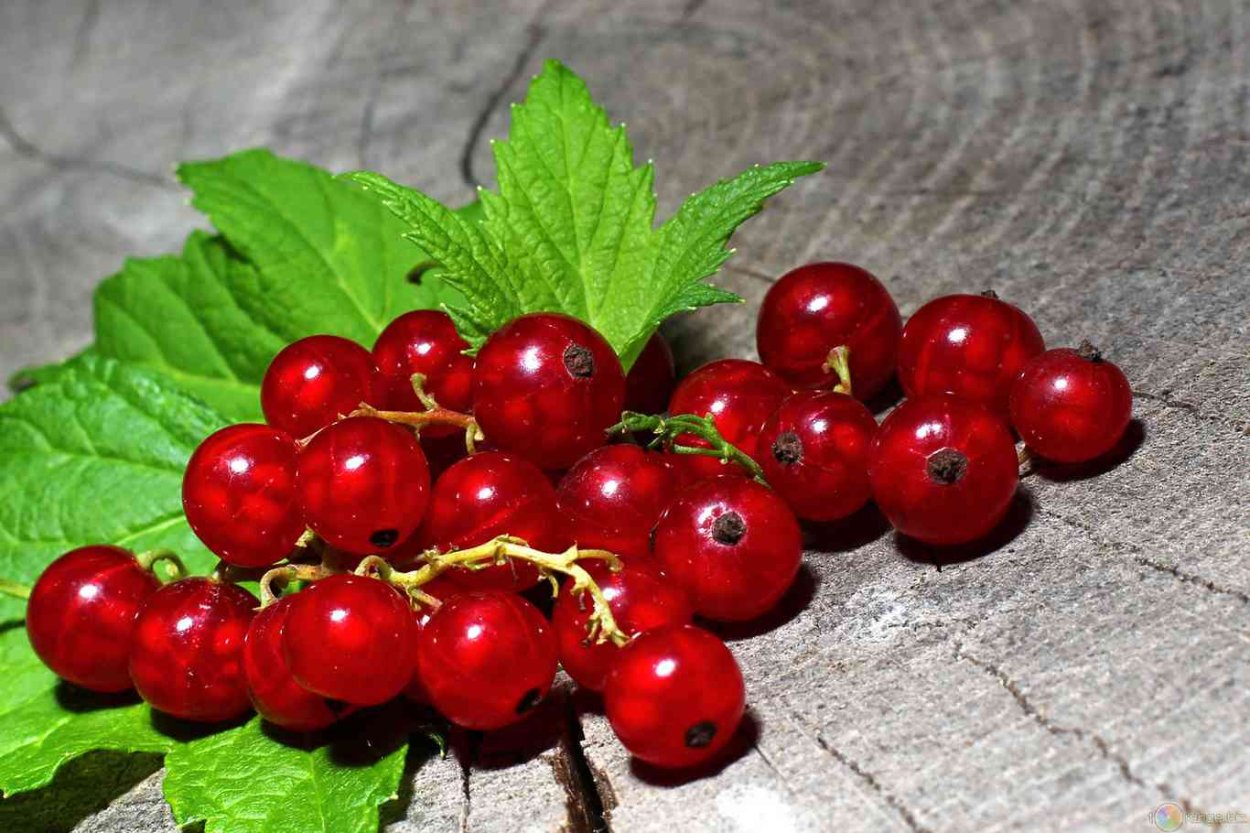 Смородина красная Натали (с2)