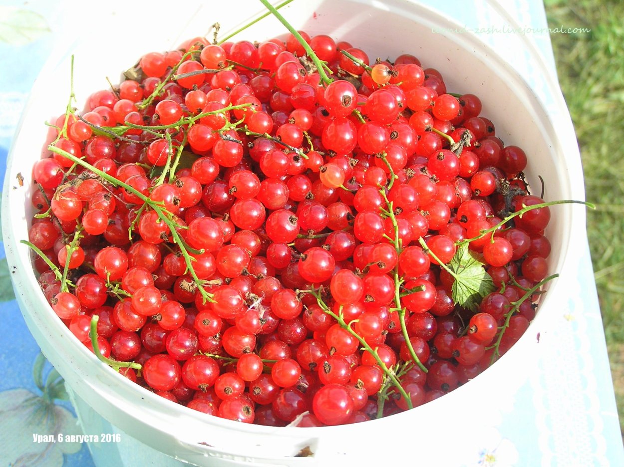 Смородина красная в ведерке