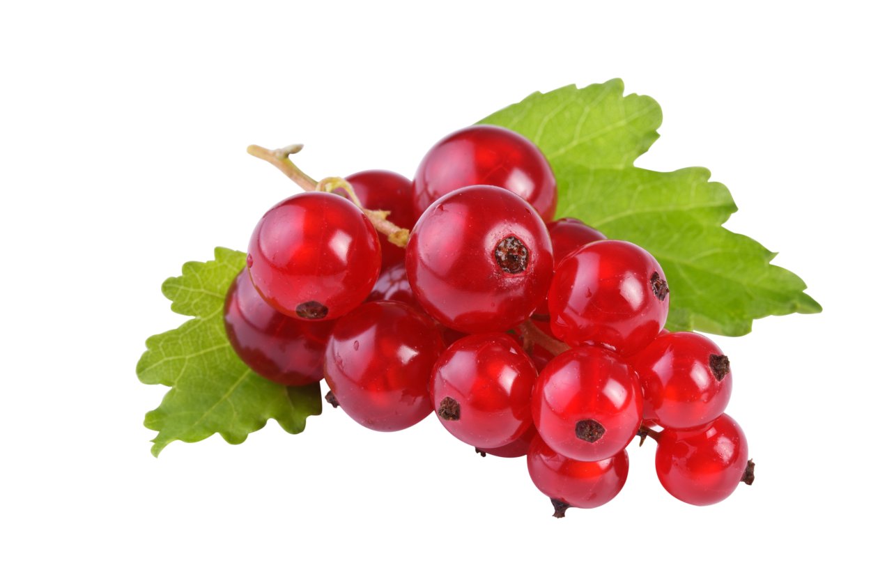 Смородина красная