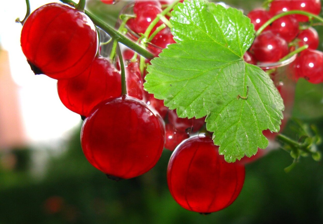 Кислица ягода и красная смородина