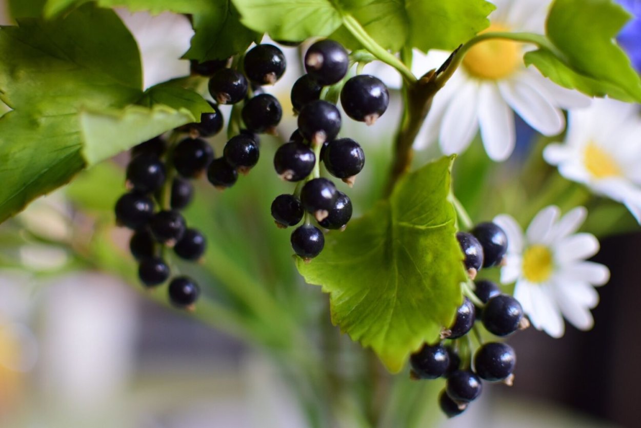 Смородина малоцветковая