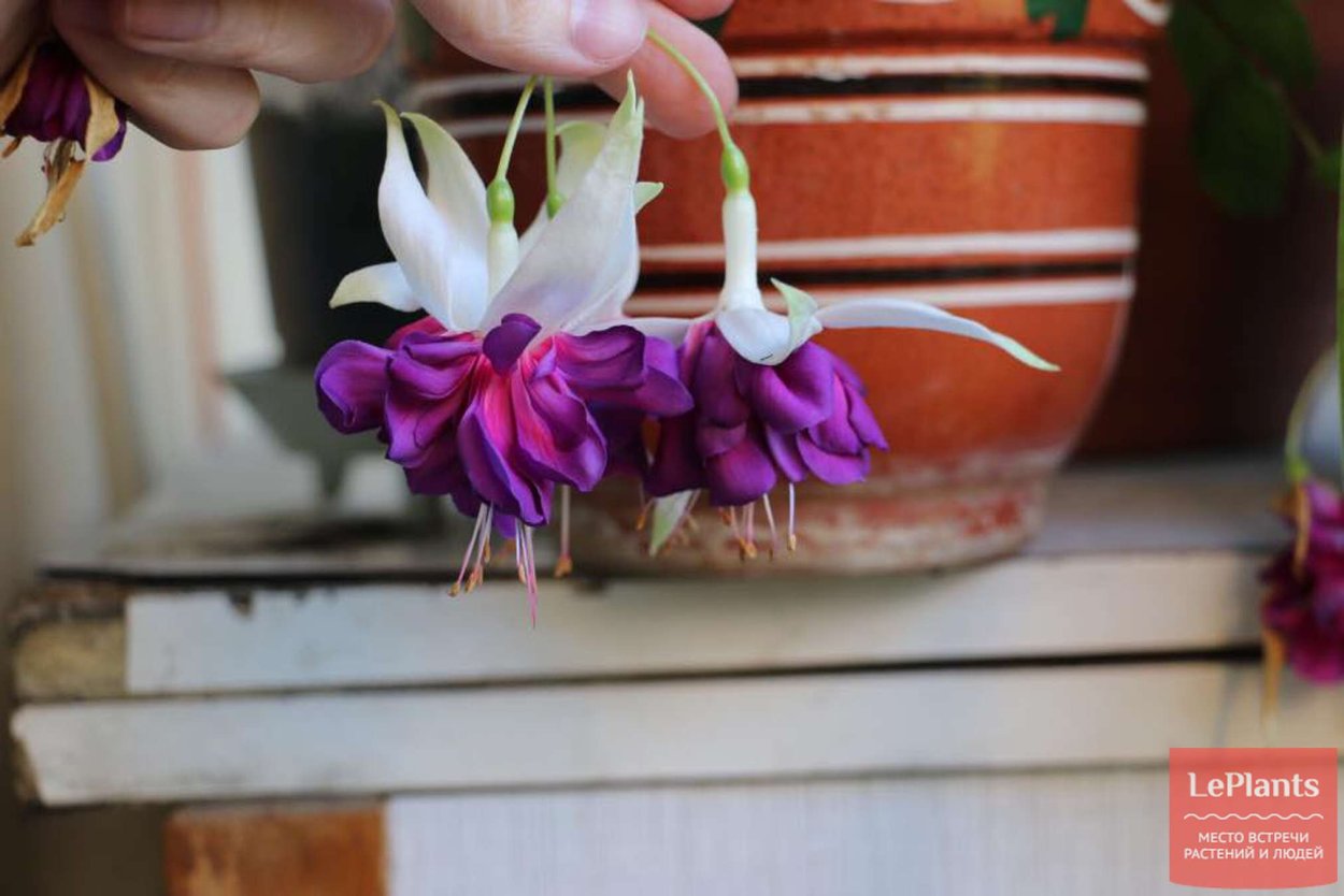Фуксия Deep Purple