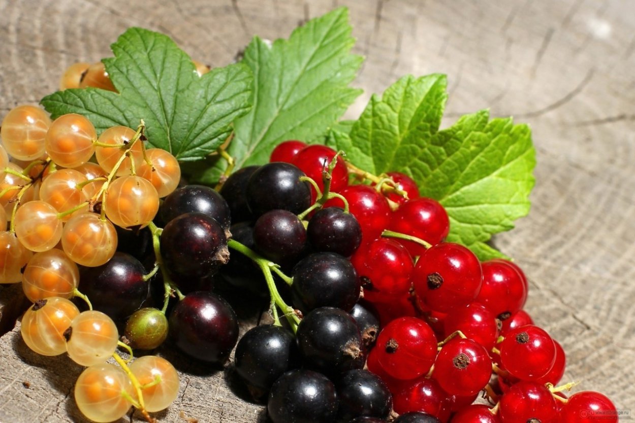 Садовая смородина