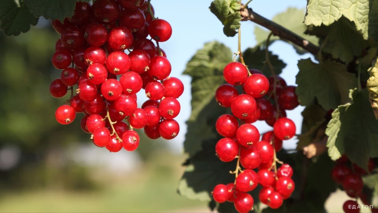 Смородина красная ненаглядная