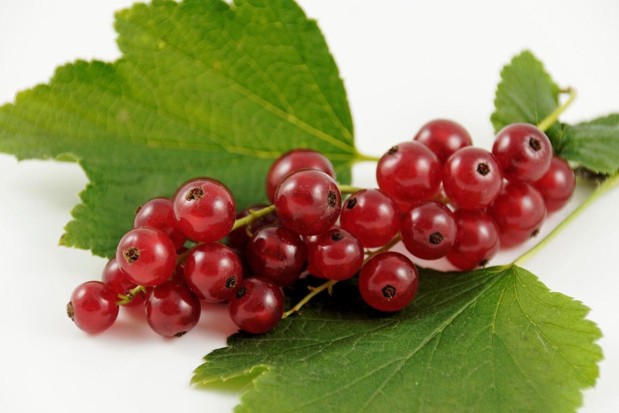 Смородина красная Фертоди