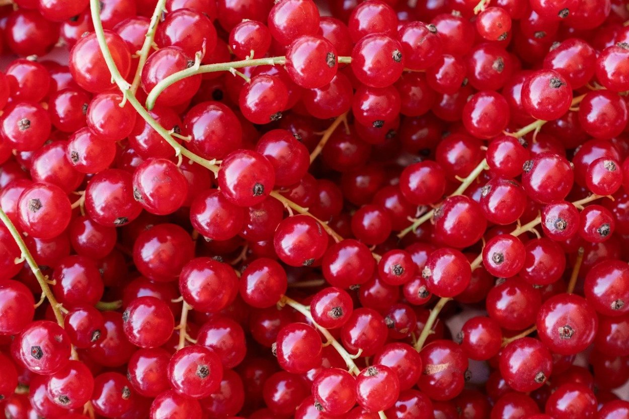 Красная смородина Агролеса