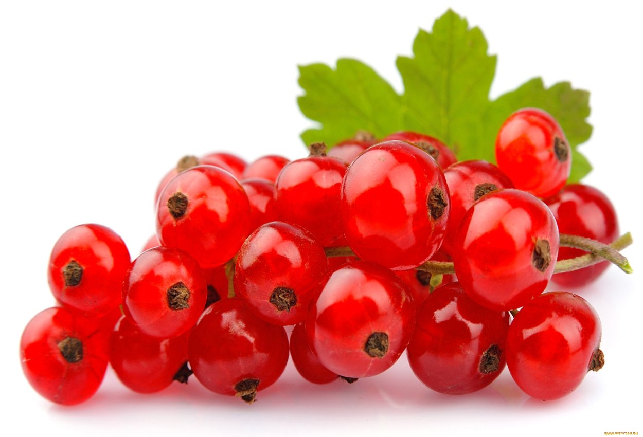 Красная смородина на белом фоне