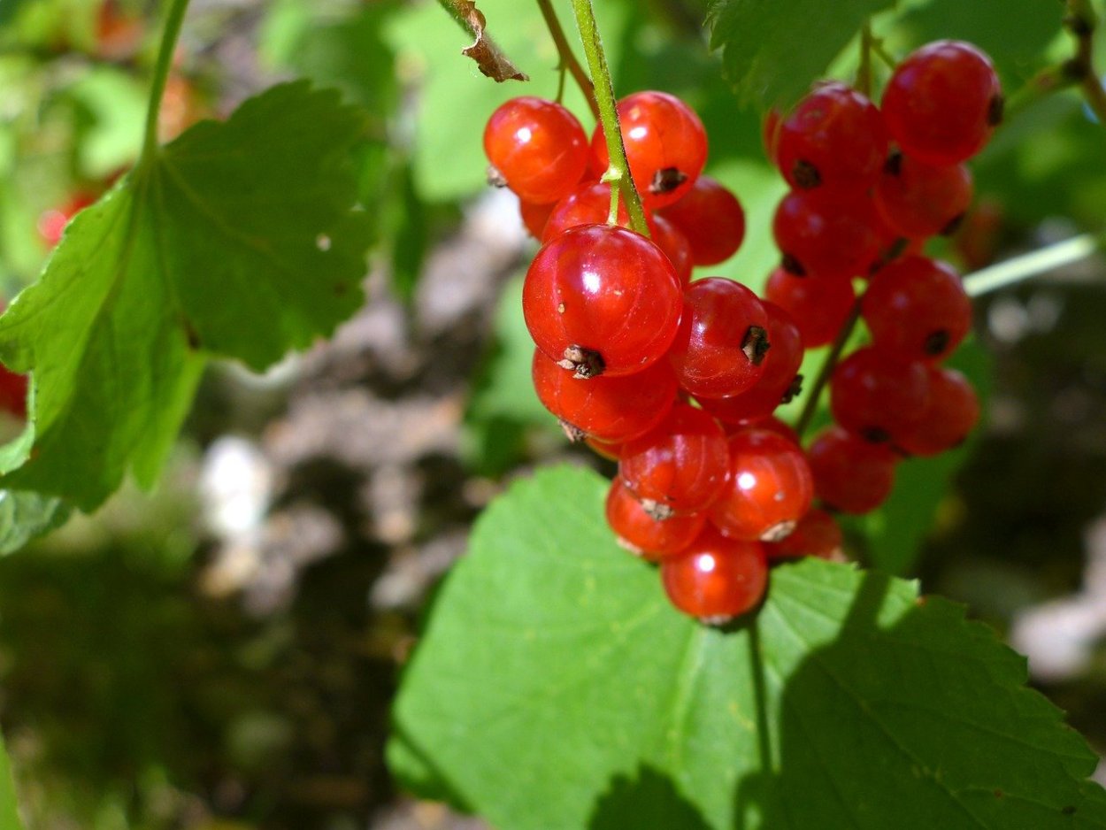 Барышня ягода